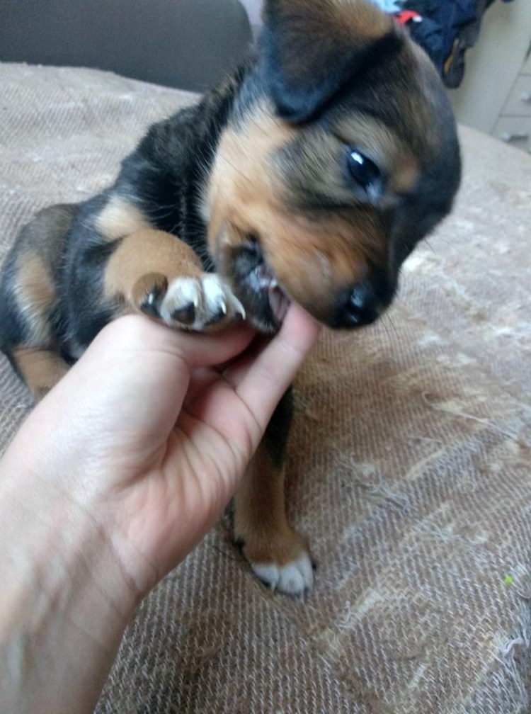 Усть- Долыссы купить щенка ягдтерьера