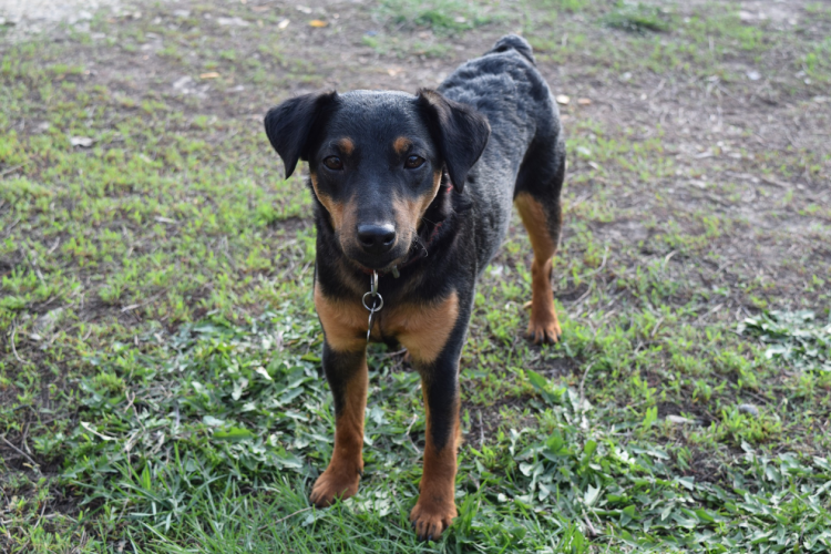 Помесь ягдтерьера с дворнягой