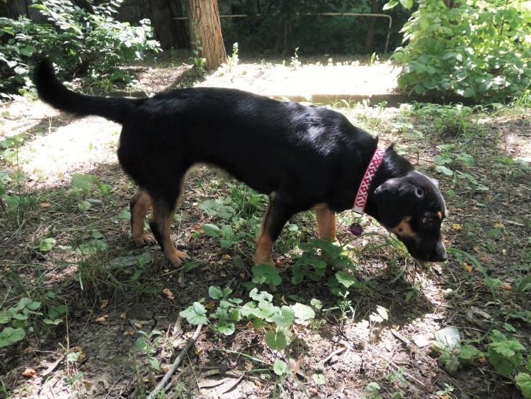 Ягдтерьер метис