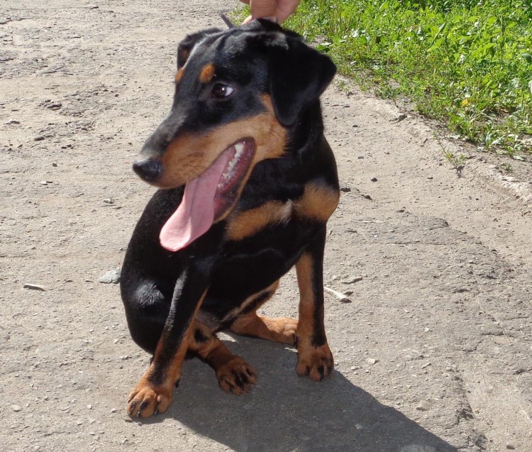 Ягдтерьер метис