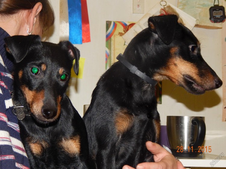 Ягдтерьер смесь с таксой