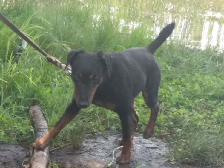 Заводчик ягдтерьеров Галкин