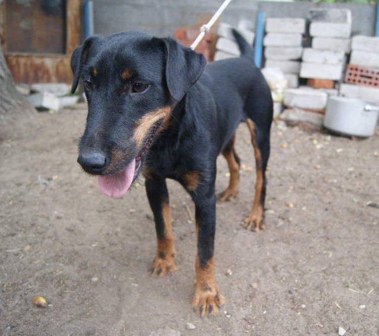 Щенки ягдтерьера метис