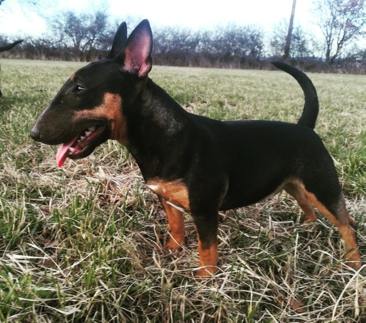 Метис ретривера и ротвейлера