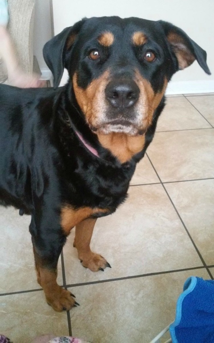 Ягдтерьер Ростовская обл