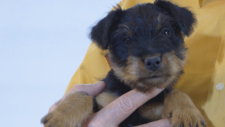 Метис ягдтерьера