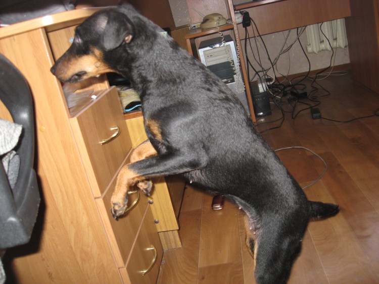 Ягдтерьер и такса помесь