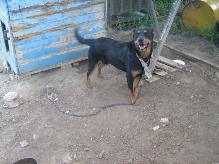 Ротвейлер и Доберман