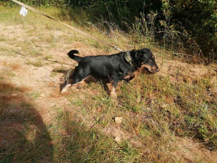 Ягдтерьер жесткошерстный лохматый