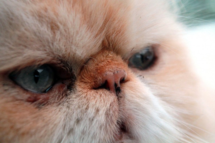 Кошка Ветеринария