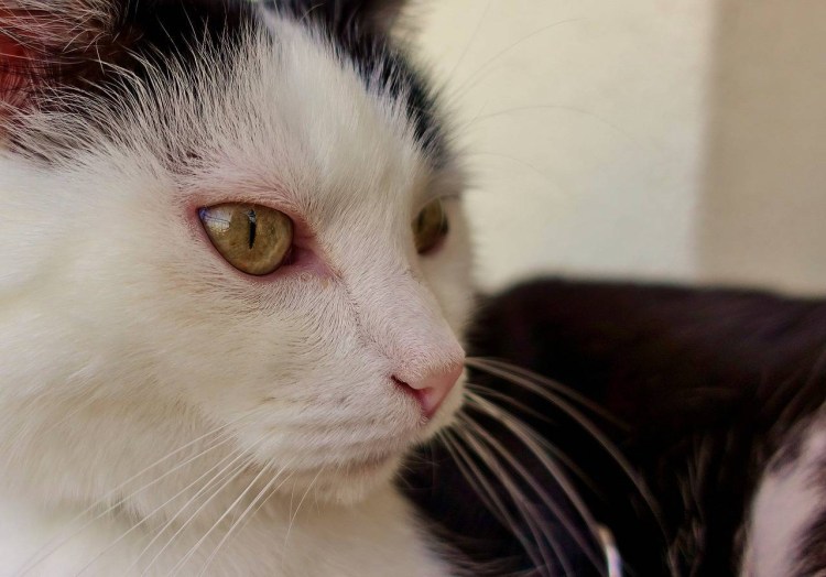 Вирусный ринотрахеит кошек