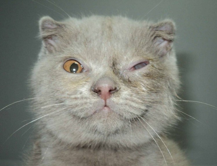 Конъюнктивальная полость у кошек