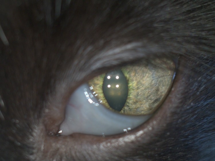 Мейбомиевый блефарит у собак