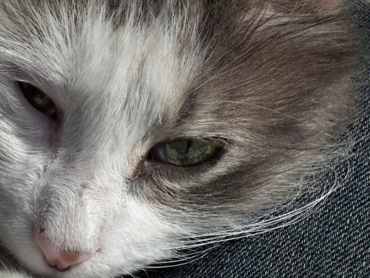 Энтропион заворот века