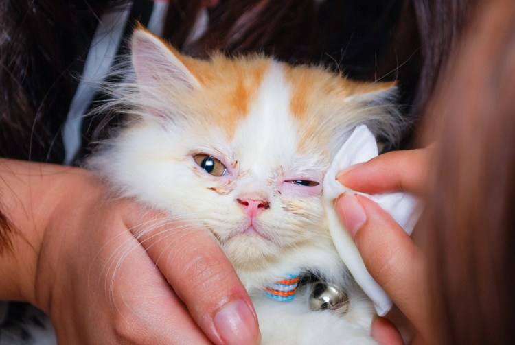 Фликтенулезный кератит и конъюнктивит