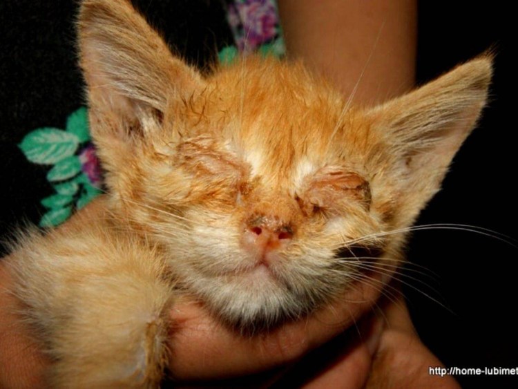 Инфекционный ринотрахеит кошек