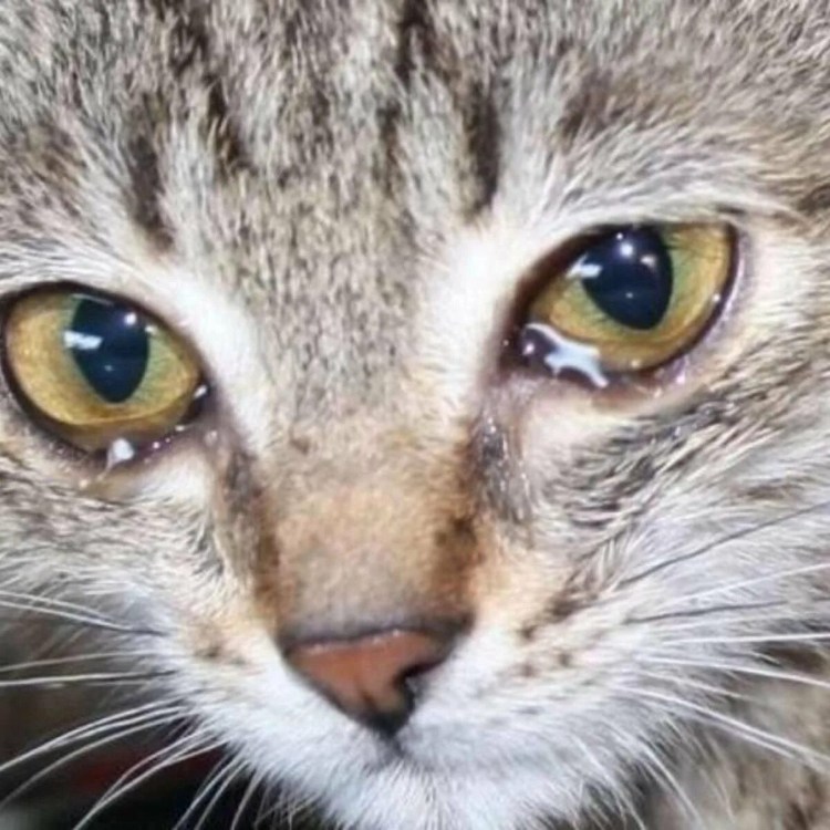 Слезится глаз у кота британца