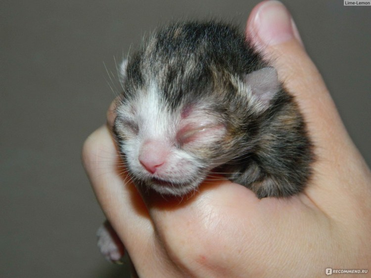 Чем промыть глаза кошке