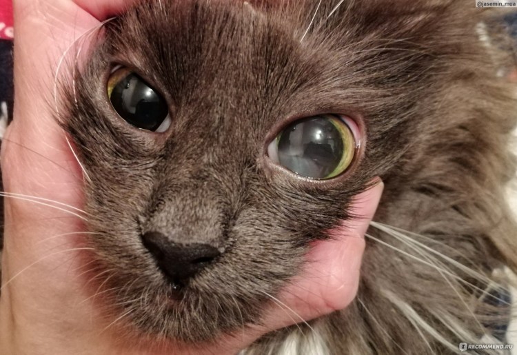 Дихроический глаз