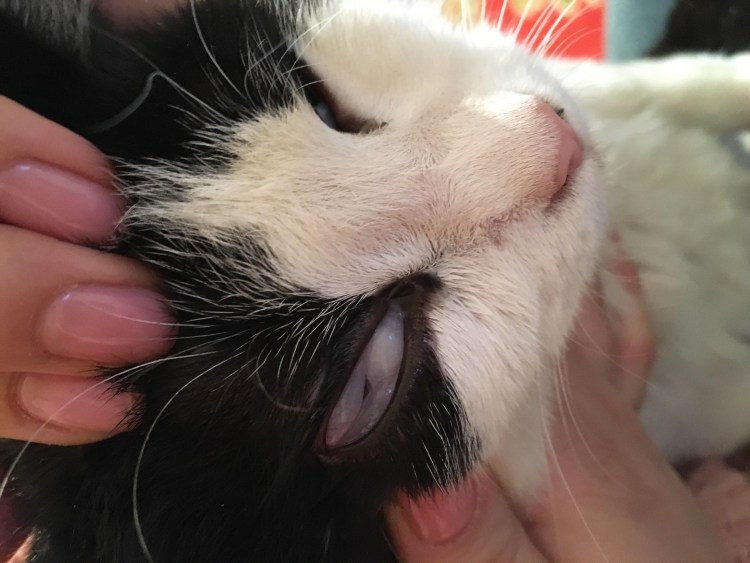 У собаки кератит, конъюнктивит, увеит