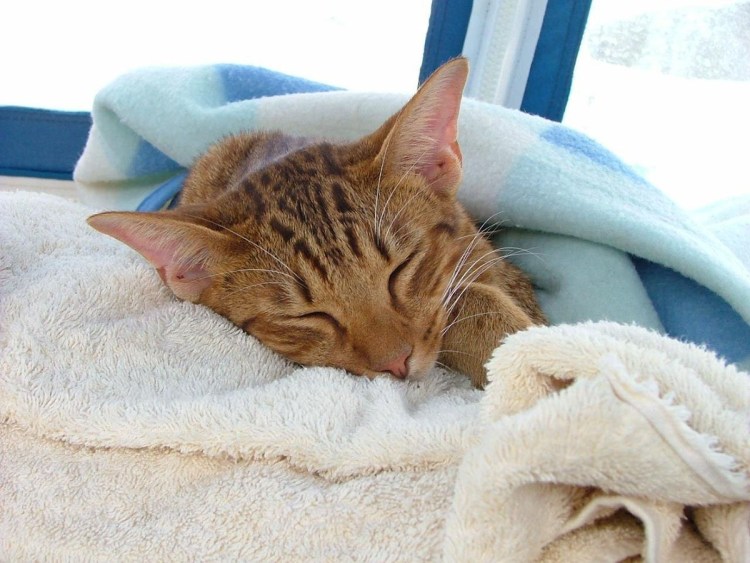 Котенок болеет