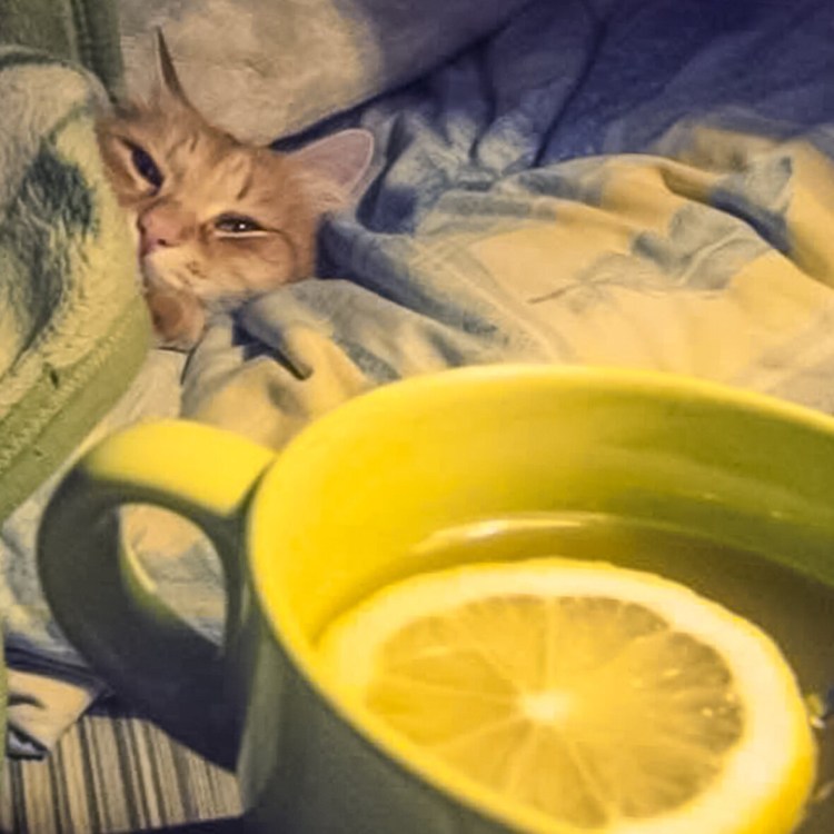 Кот болеет