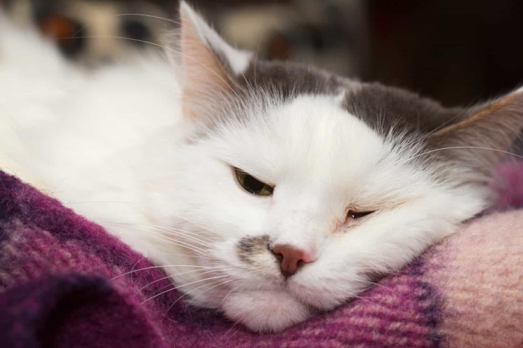 Кошка болеет