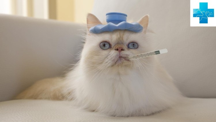 Кошка болеет