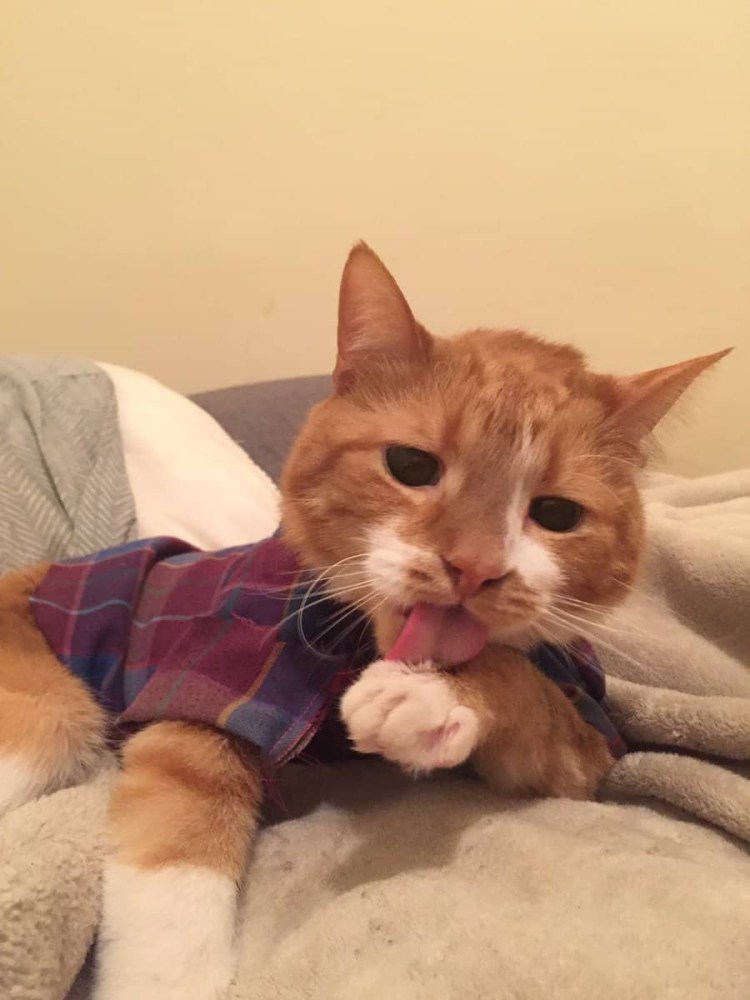 Кошка болеет