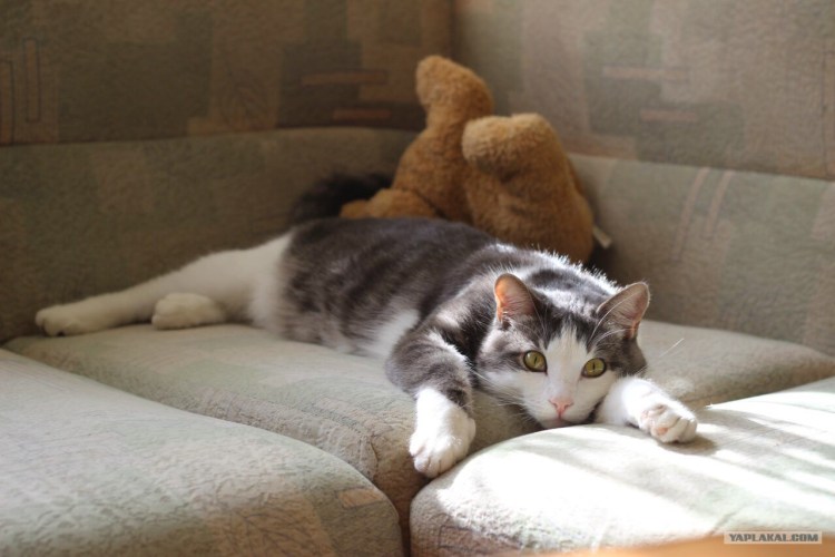 Котик заболел