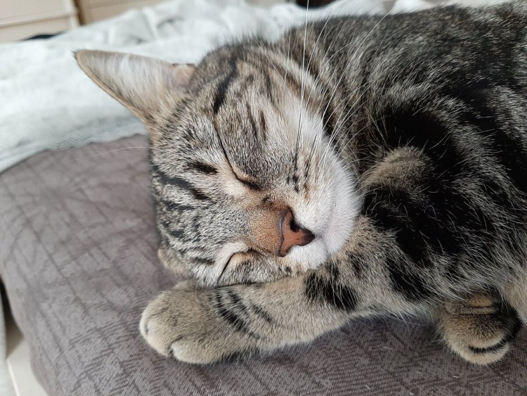 Котенок заболел