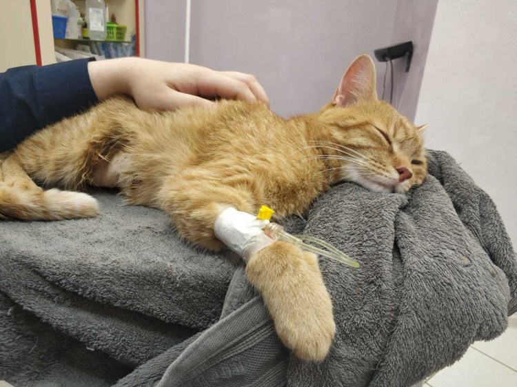 Кошечка заболела