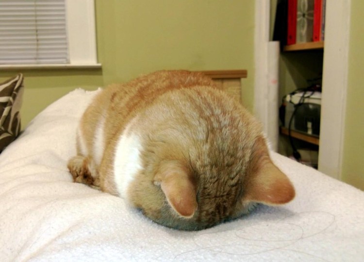 Котик с больной головой