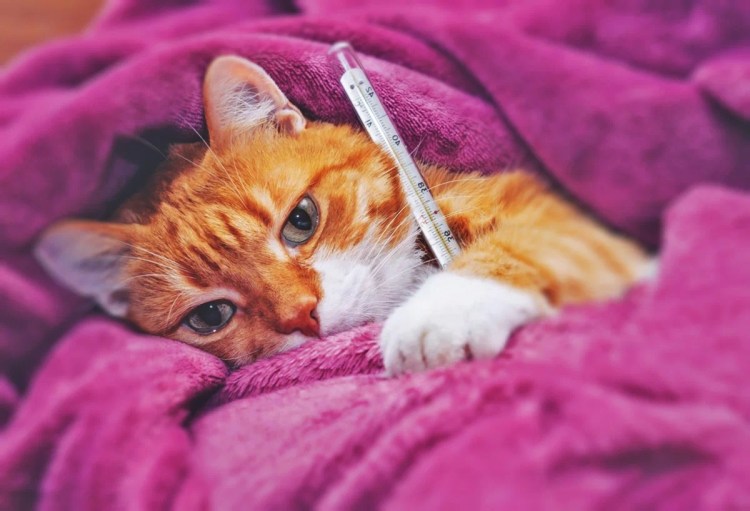 Рыжая кошка