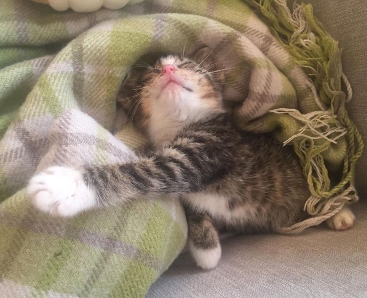 Котенок приболел