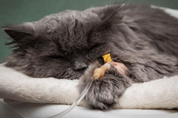 Котенок заболел картинки