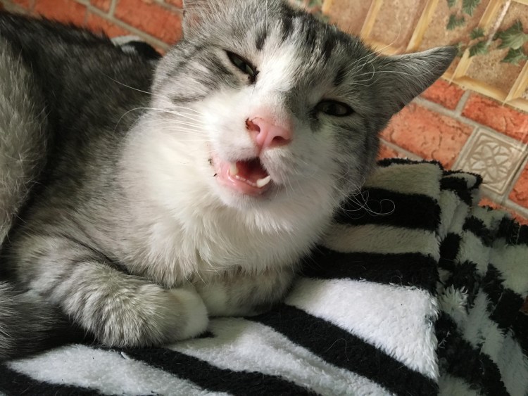 Кот заболел