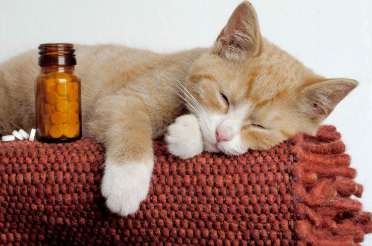 Больной котик