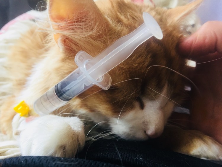 Простуда у животных