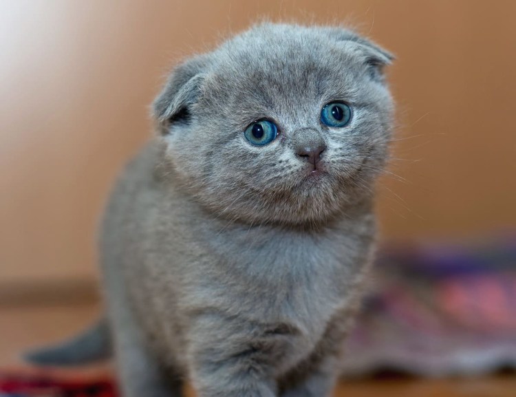 Скоттиш фолд котята