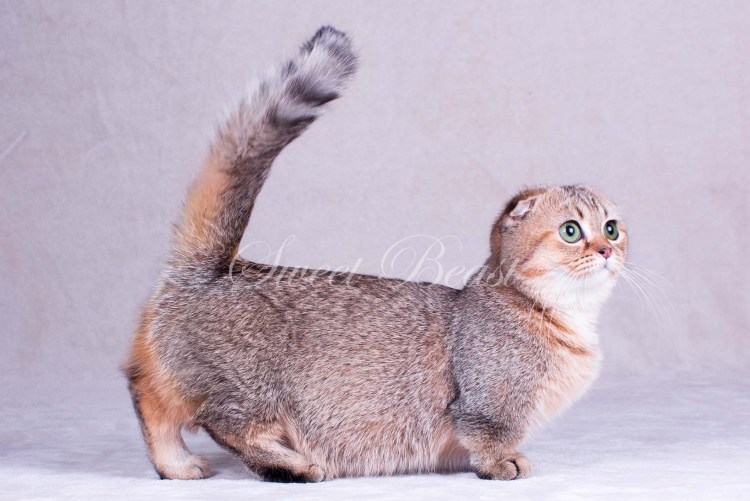 Кличка для вислоухого кота