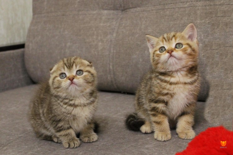 89520164849 Котята Шотландские