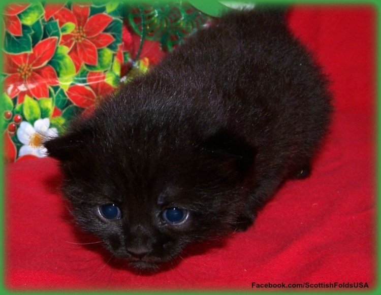 Шотландская вислоухая кошка котенок