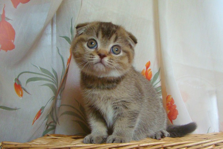 Вислоухие лысые котята