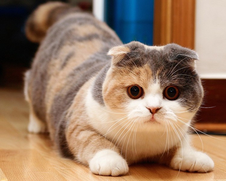 Шотландские вислоухие коты