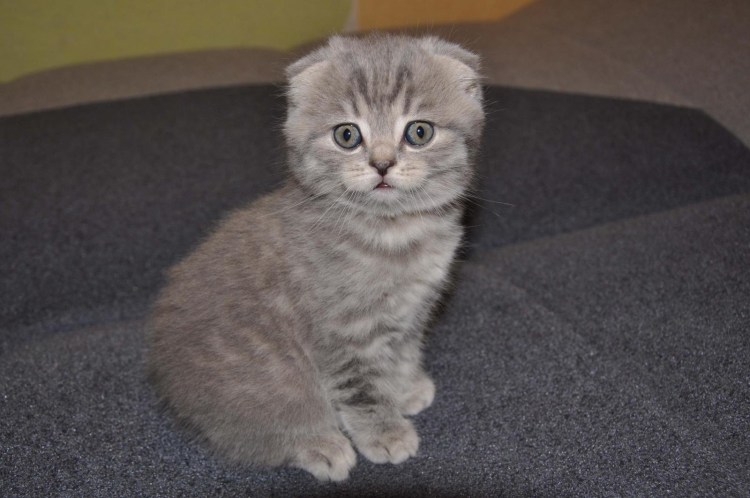 Шотландская вислоухая кошка голубая шерстяная