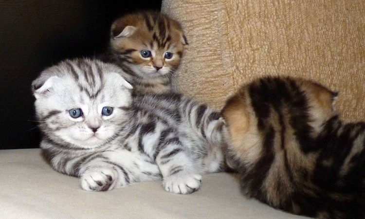 Манчкин Лулу