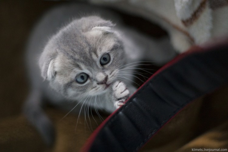 Шотландские вислоухие коты