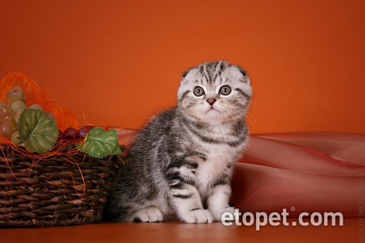 Шотландская вислоухая кошка Манчкин