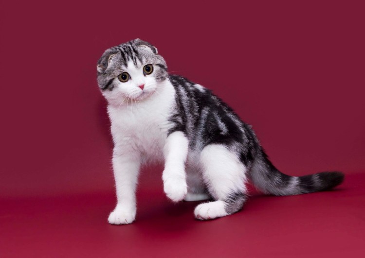 Шотландская вислоухая кошка